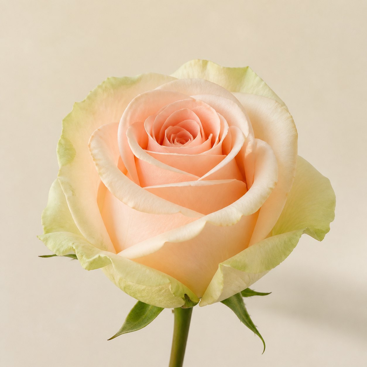 Esperance pale peach Ecuadorian rose, 60-70cm
