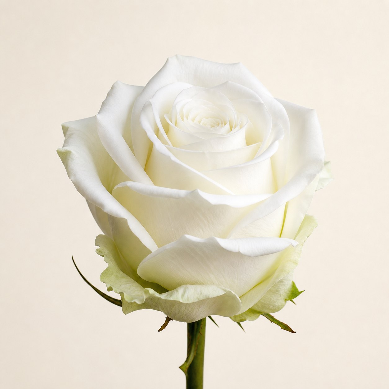 Mondial pure white Ecuadorian rose, 80-90cm