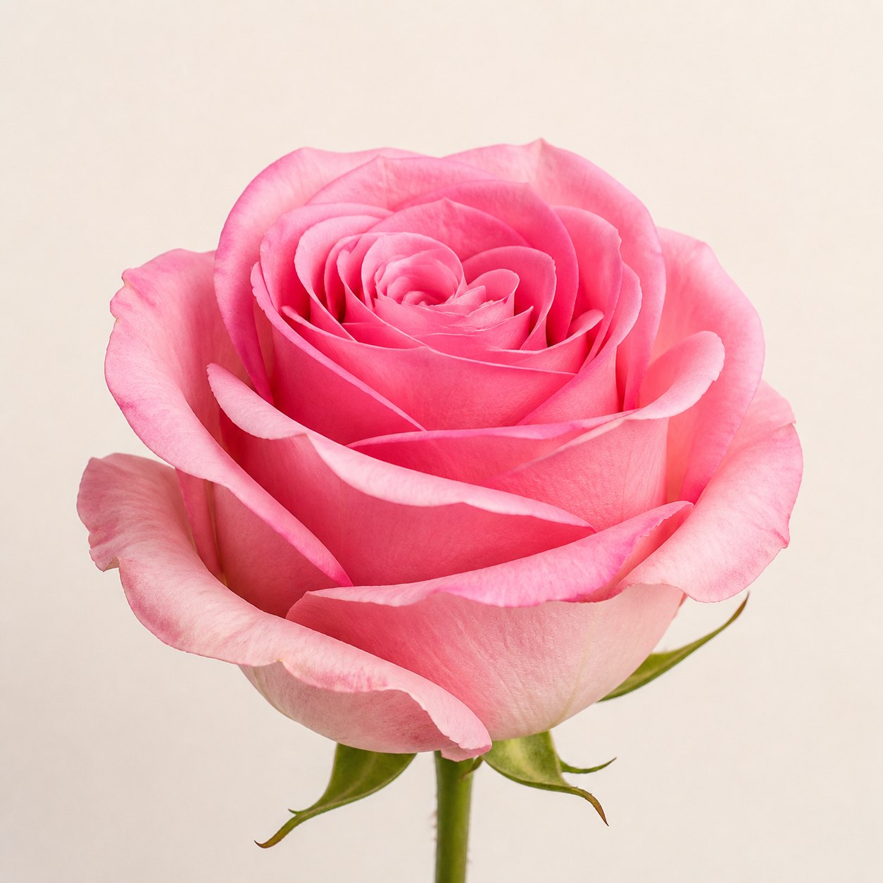 Pink Mondial Ecuadorian rose, 70-80cm