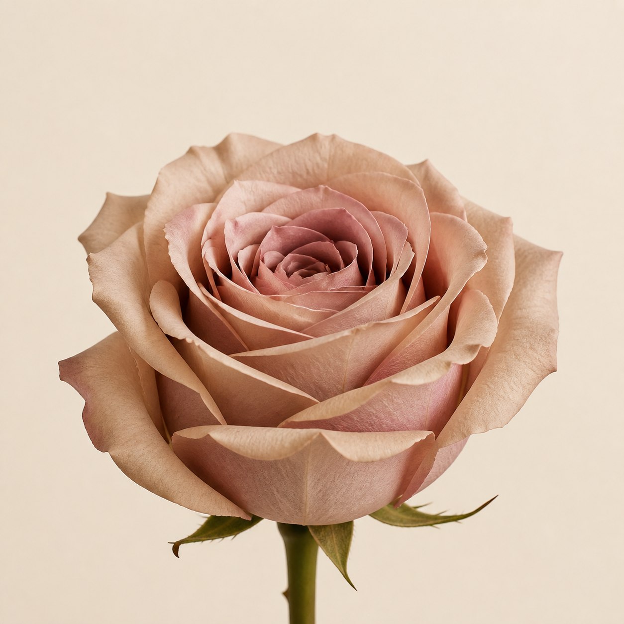 Quicksand antique beige Ecuadorian rose, 60-70cm