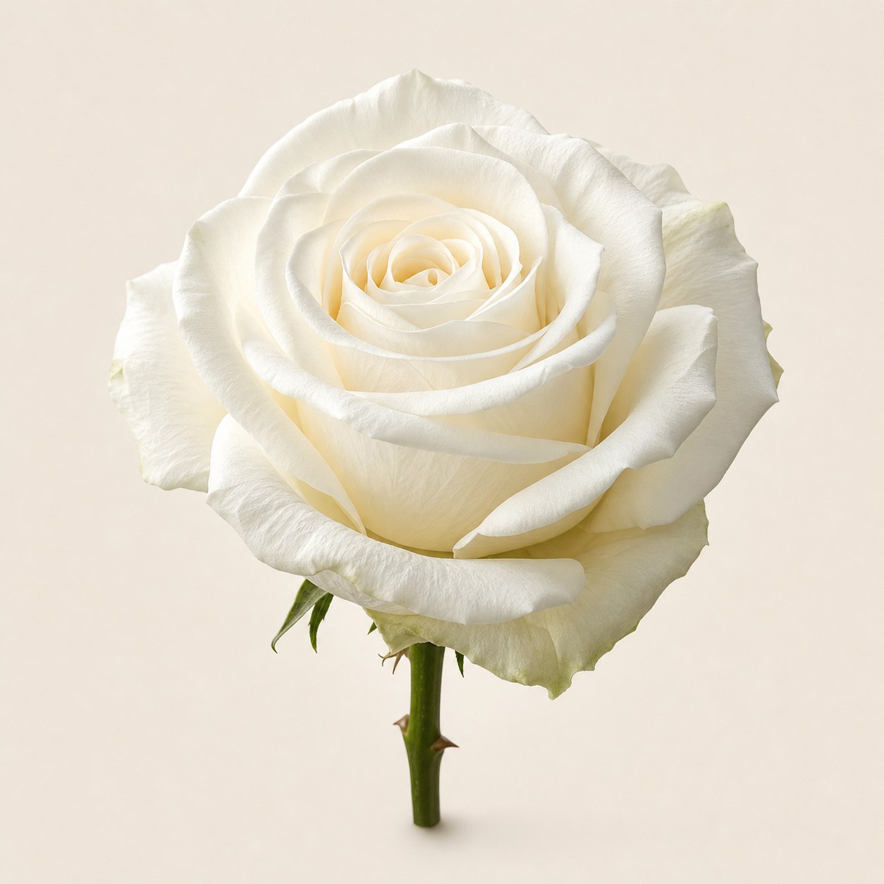 Tibet cream Ecuadorian rose, 60-70cm